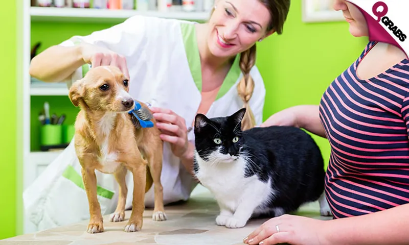 Grooming Services for Dogs & Cats!